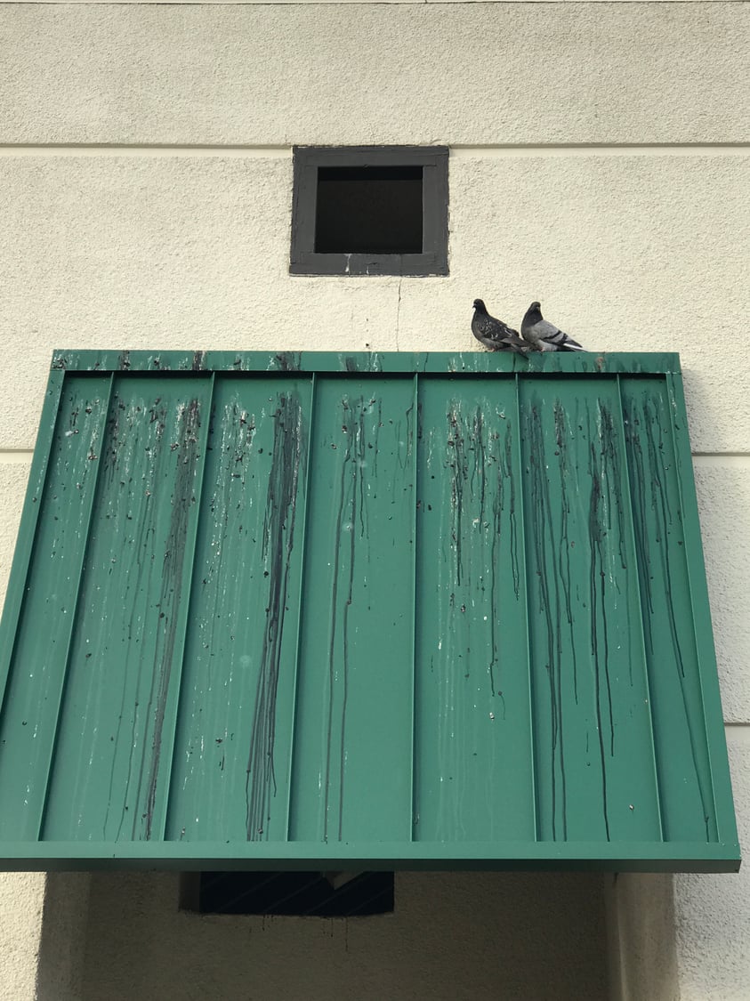 2018 Bird Mess Before-1