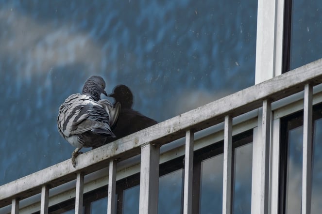 Pigeon sitting on a window ledge 